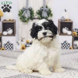 Beanie, Havapoo Puppy